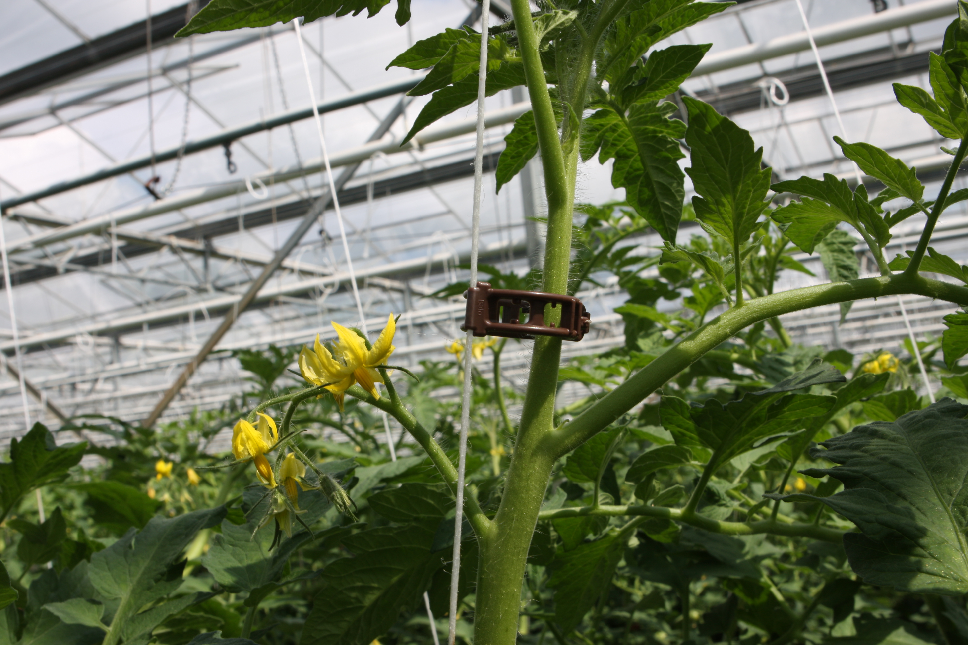 Bato clipper 22 mm compostbaar