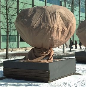 Plantenhoezen (winterbeschermenhoezen)