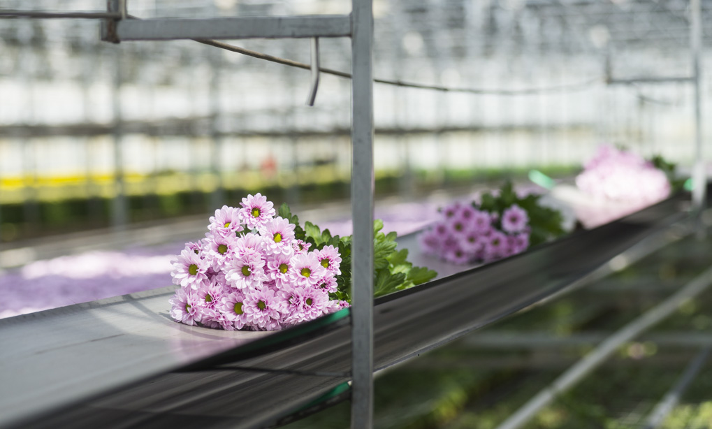 Tijdelijke vrijstelling voor Mainspring ®