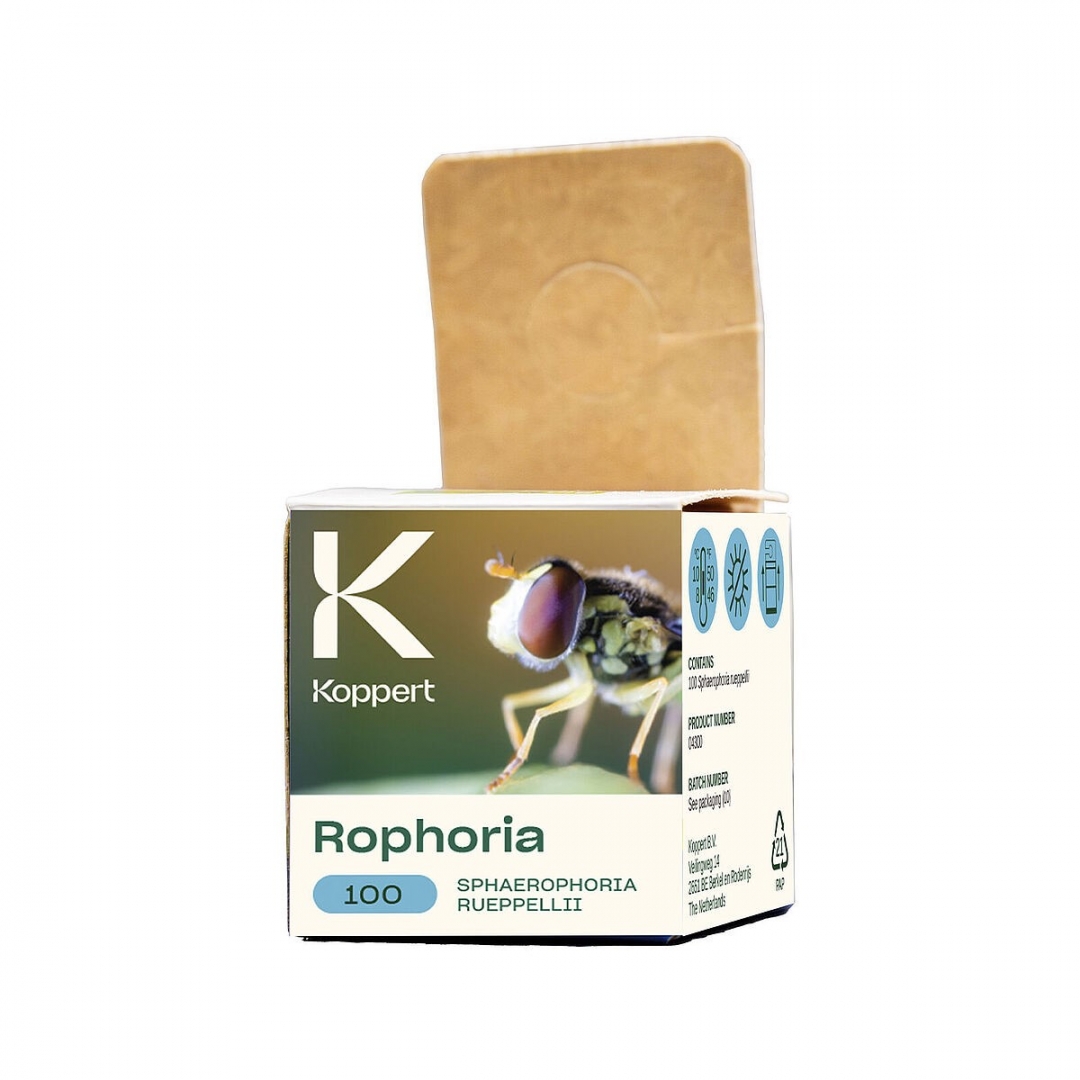 Sphaerophoria Rueppellii