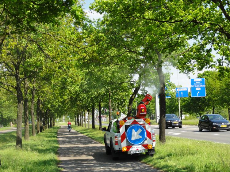 Eikenprocessierups effectief te lijf