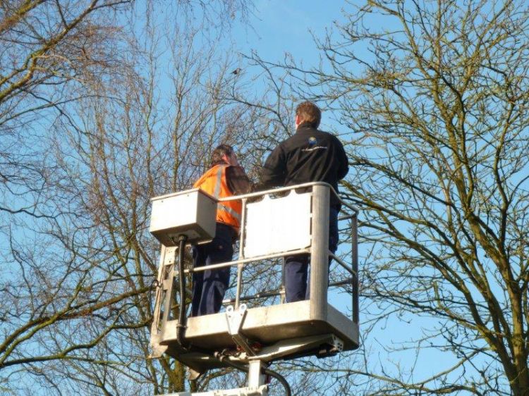 Aanpak eikenprocessierups