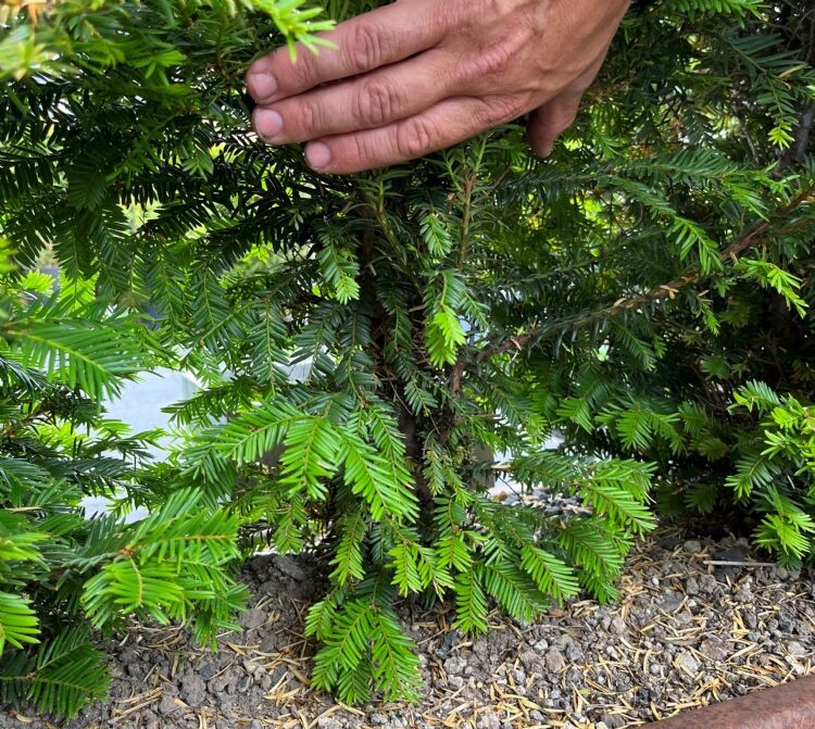 Bodem- en situatieanalyse redden taxus in diep trieste toestand