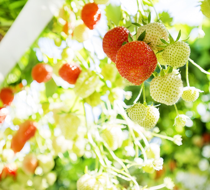 Zachtfruit teelttips van over bijmesten in de aardbei-trayplanten