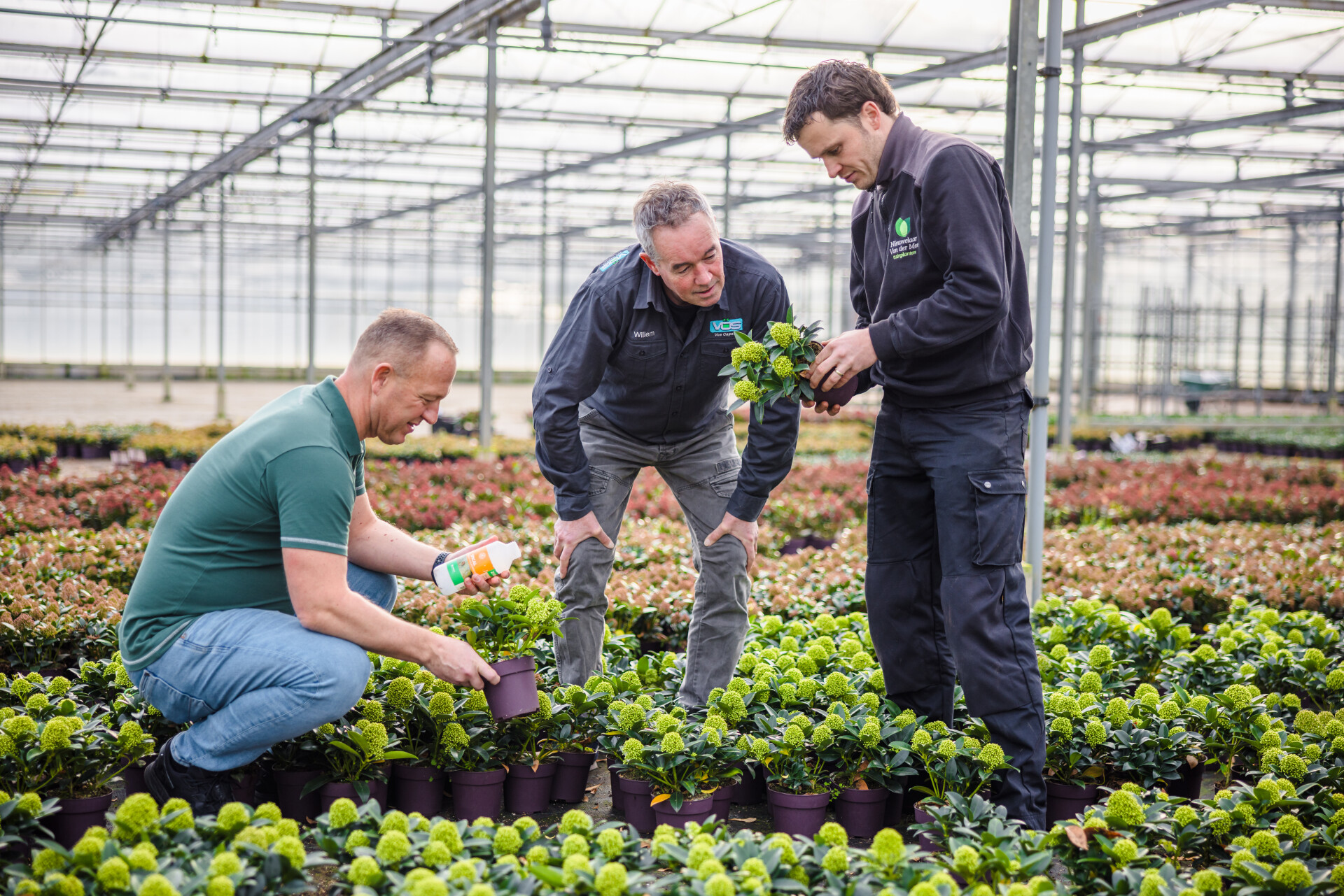 Chrysopa en Mycotal blijken een effectieve combinatie