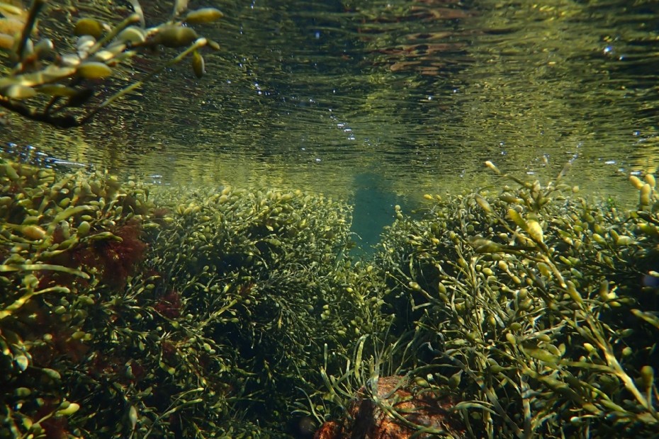 Gezonde grasmatten in Westerkwartier dankzij 'zeewierkorrels'