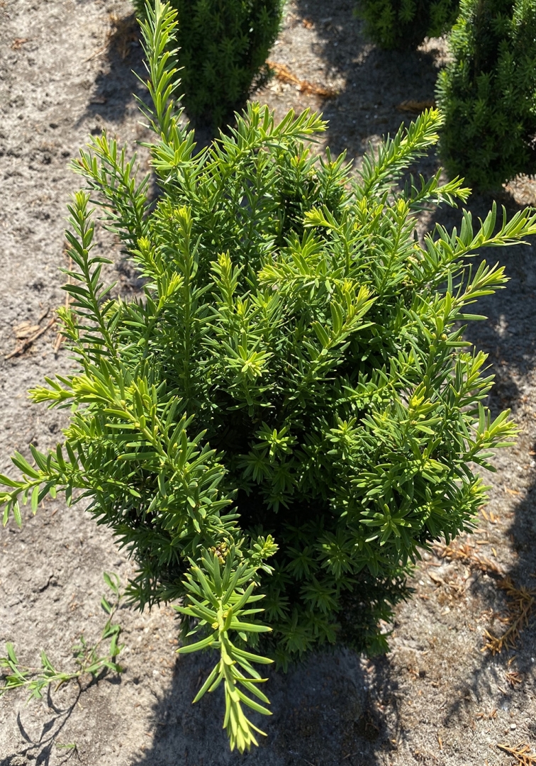 Bescherm zachte gewassen tegen late nachtvorst met Frostect 2.0