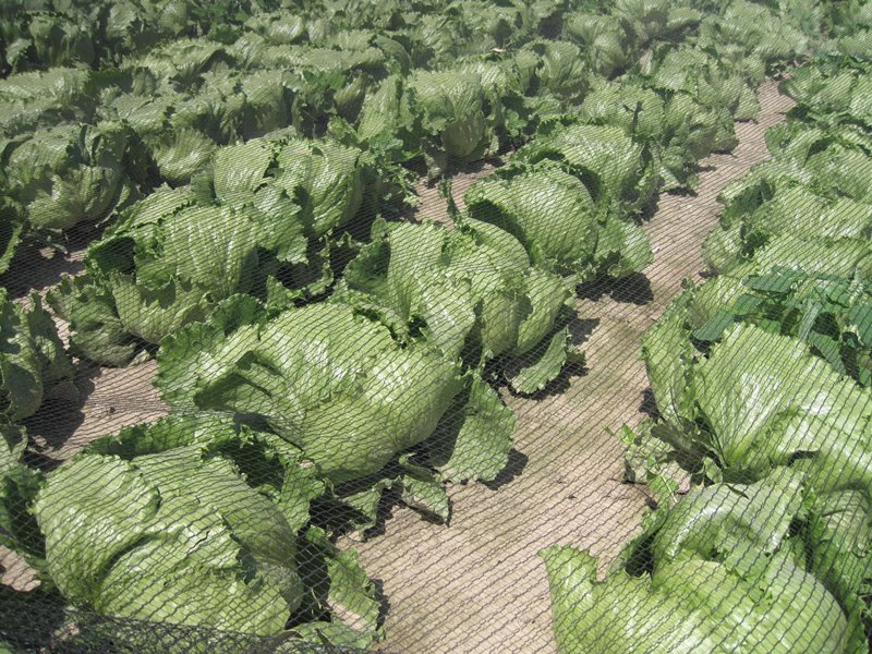 Columba Plus Duivennet 