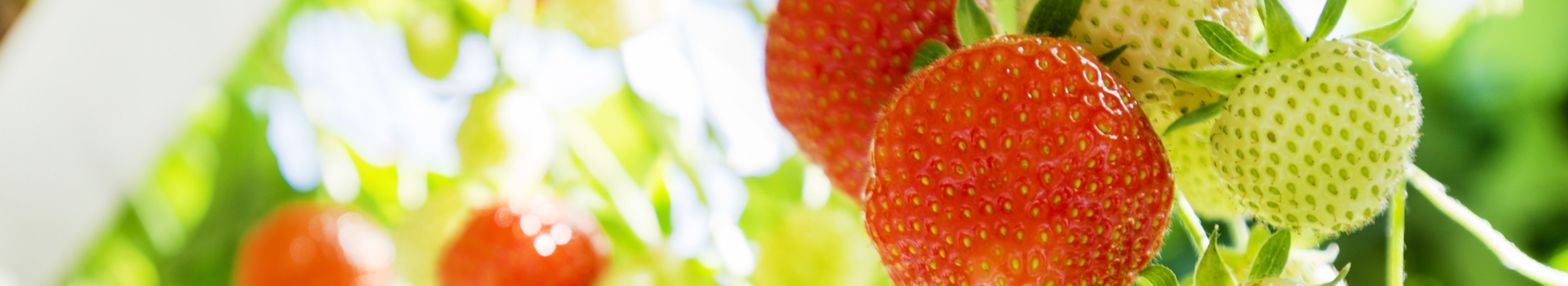 Aardbeien & kleinfruit