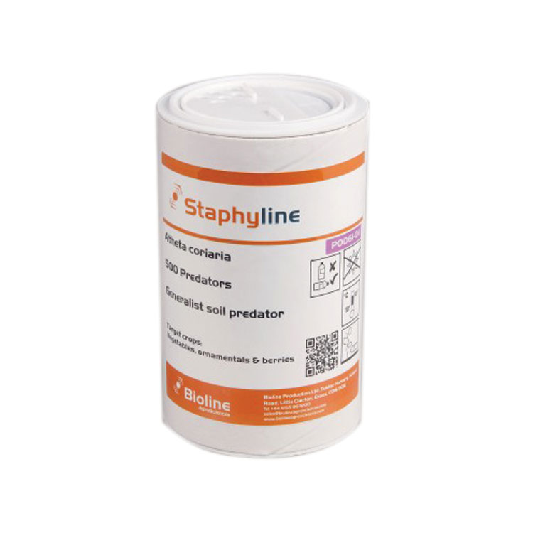 Atheta Coriaria/Staphyline