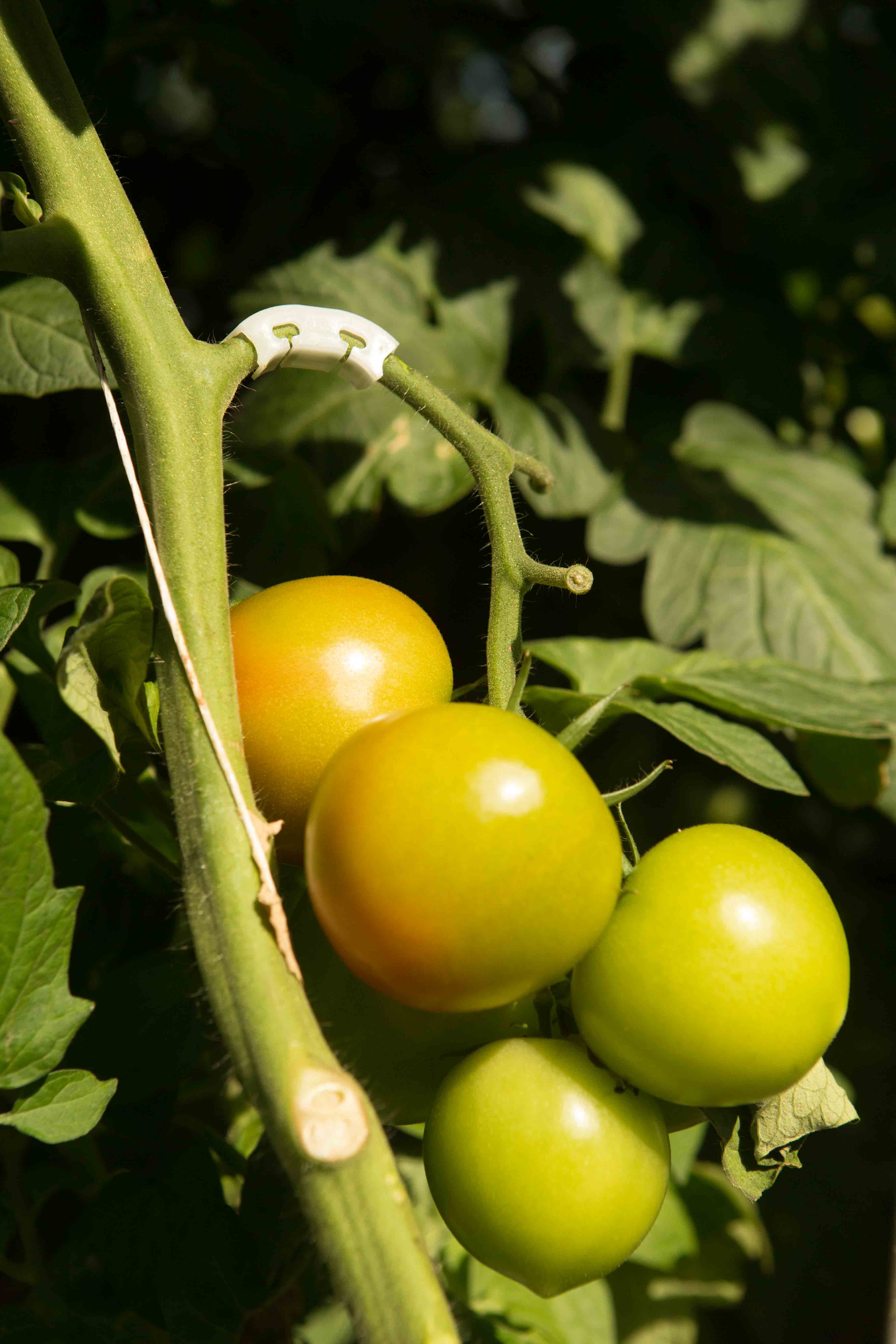 Bato trosbeugels U-model/flex