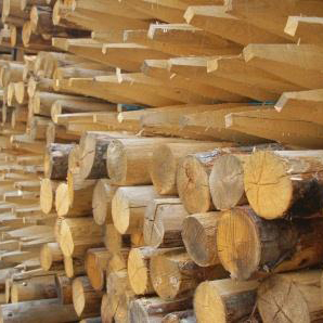 Kastanje palen 14/16 cm