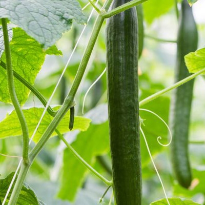 Vrijstelling Teppeki