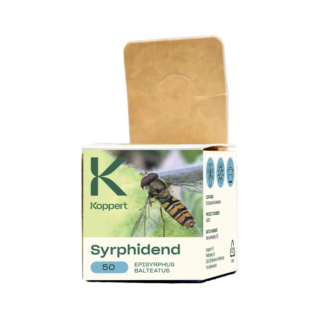 Syrphidend