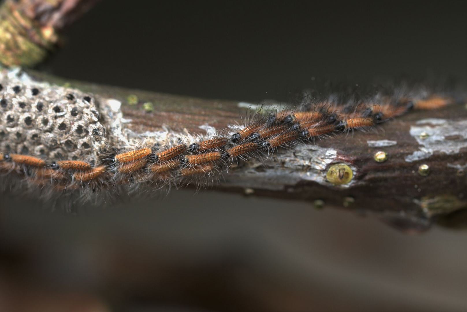 Nematoden winnen terrein in strijd tegen eikenprocessierups