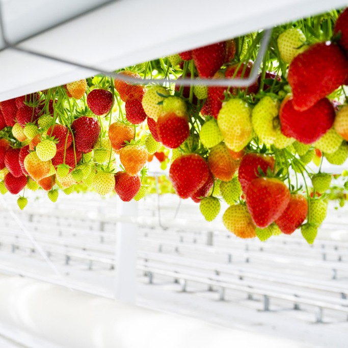 Aardbeien & kleinfruit