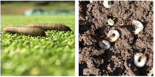 Ctgb besluit tot toelating van insecticide ACELEPRYN® voor sportvelden en golfbanen