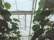 Ornata Plus Bijengaas 