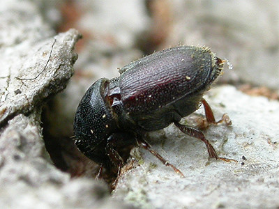 Eikenspintkevers worden actief